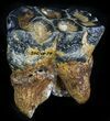 Rare Desmostylus Tooth (Hippo Like Animal) - California #31715-1